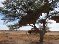 Stop am Nest der Webervögel