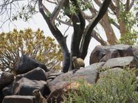 Klippschliefer im Köcherbaumwald