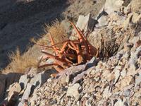 Pflanzen am Fish River