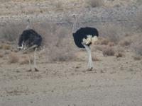 Strauße am Fish River