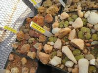Lithops
