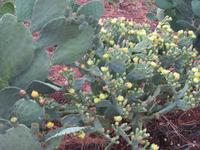 Farm Dabis Kaktusfeige