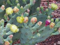 Farm Dabis Kaktusfeige