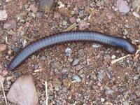 Krabbeltier Tausendfüßler