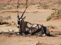 noch ist der Oryx ruhig