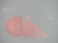 Swakob finde die Qualle