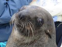 Robby können diese Augen lügen