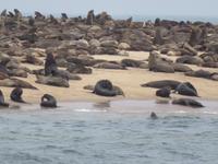 Walfisch Bay Robbenkolonie