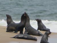 Walfisch Bay Robbenkolonie