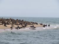 Walfisch Bay Robbenkolonie