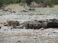Etoscha Zebras