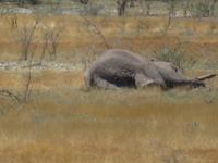 Etoscha müder Elefant