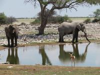 Etoscha am Wasserloch