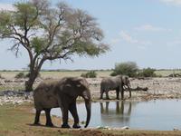 Etoscha Elefanten am Wasserloch