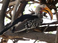 Etoscha Gelbschnabeltokko