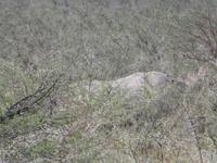 ...irgendwo ein Nashorn