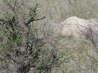 irgendwo ein Nashorn