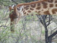 Giraffe beim fressen