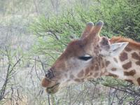 Giraffe beim fressen