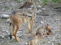 Schakal Mutter mit Kind