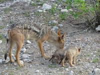 Schakal Mutter mit Kind