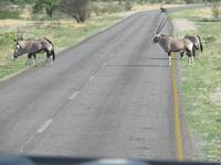 Etoscha Tiere haben Vorfahrt