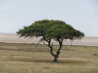 Etoscha der berühmteste Baum