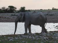 Elefant am Wasserloch