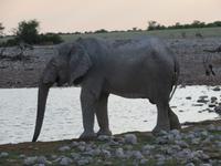 Elefant am Wasserloch
