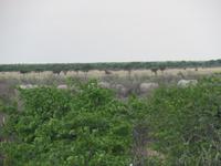 Etoscha Elefantenfamilie