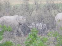 Etoscha Elefantenfamilie