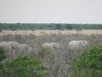 Etoscha Elefantenfamilie