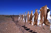 Auf Pad mit Konny - Springbock-Parade