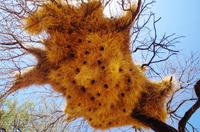 Auf Pad mit Konny - Siedlervogelnest