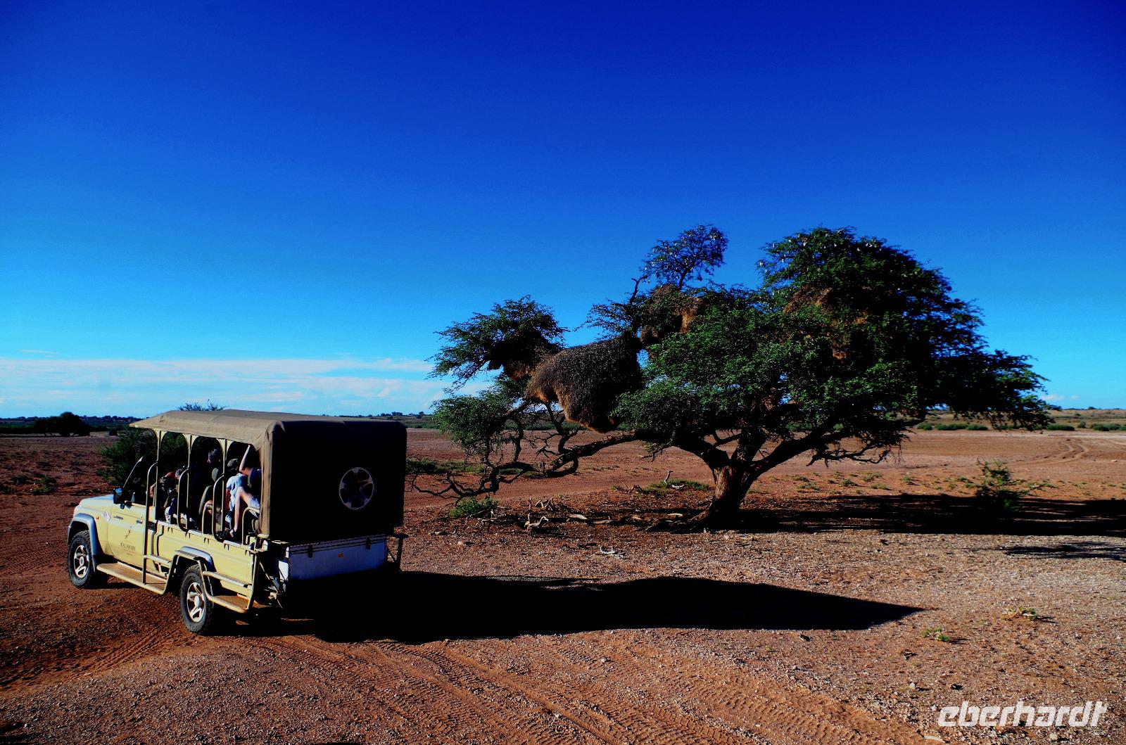 Kalahari Anib Lodge - erste Ausfahrt zum Sundowner