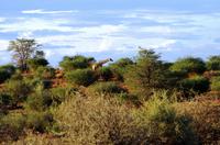 Kalahari Anib Lodge - erste Giraffen
