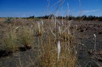 Auf Pad mit Konny - blühendes Wüstengras