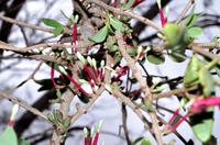 Auf Pad mit Konny - Wattestäbchenbaum