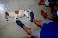 Frühschoppen bei Karin - Vierbeiner schon am Boden