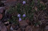 Am Fish River Canyon