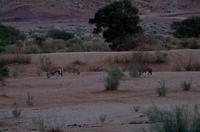 Canyon Lodge am Morgen - Oryx-Familie