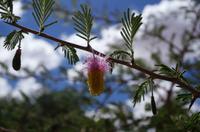 Alte Kalköfen Lodge - namibisches Weidenkätzchen