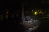 Namib Desert Lodge - Stachelschwein vor meiner Tür