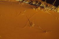 Faszinierende Namib Wüste - Spur einer Schlange