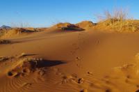 Faszinierende Namib Wüste - Spurensuche