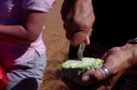 Faszinierende Namib Wüste - Wüstenfrucht Nara