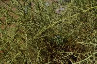 Faszinierende Namib Wüste - Wüstenfrucht Nara