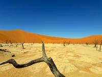 Faszinierende Namib Wüste - Dead Vlei