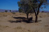 Oryx unterm Schattenbaum