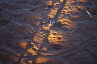 Namib Desert Lodge - Wüstenrennmaus mit Biss